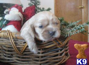 Champion AKC Cocker Spaniel Puppies for Sale