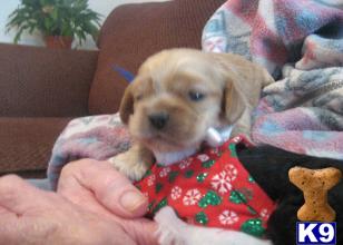 Champion AKC Cocker Spaniel Puppies