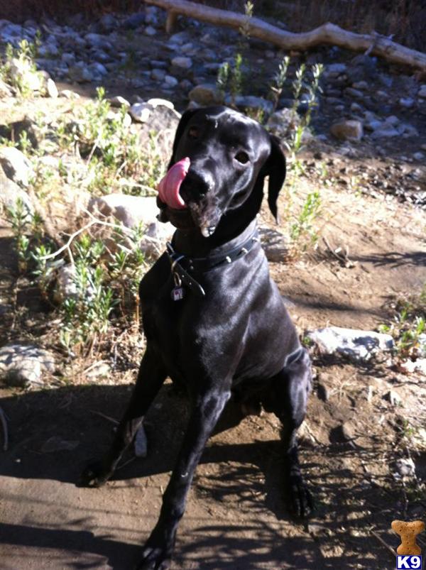Black AKC Great Dane Stud Service. 