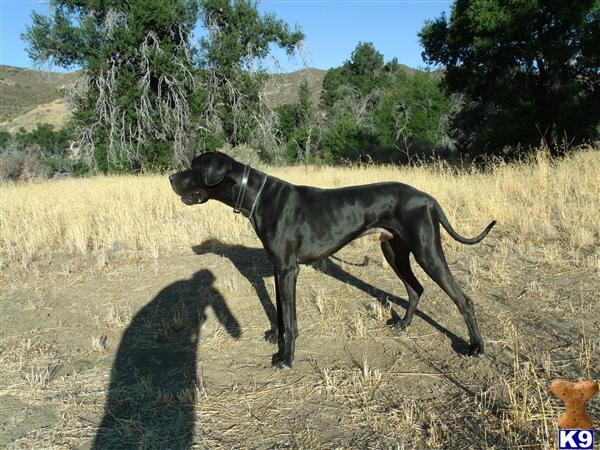 AKC SOLID BLACK MALE Kaydee46@hotmail.com