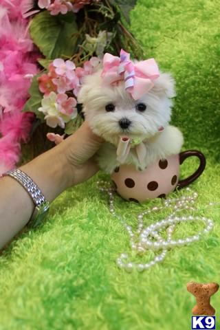 ELEGANT T-CUP FEMALE TEENIE TINY YORKIEBABIES.COM 954-324-0149