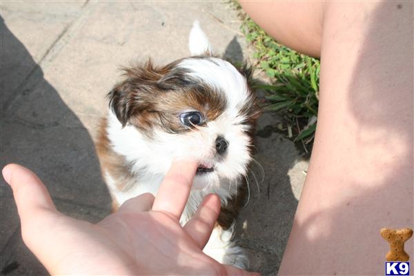 Miniature+shih+tzu+puppies+for+sale+uk