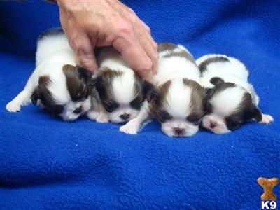 AKC registered Japanese Chins