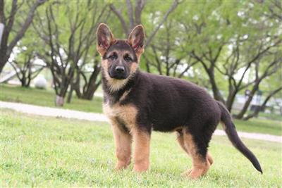 AKC German Shepherd puppies