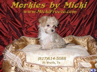 ~~ MORKIES  ~~ in Texas