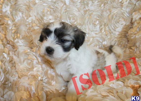 Quality Coton De Tulear Puppies Available