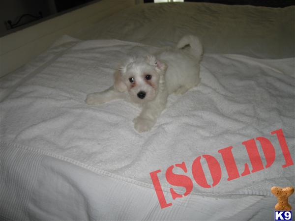 Quality Coton De Tulear Puppies Available