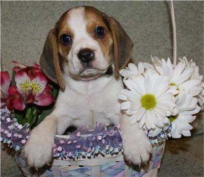 Beagle Pups Up Coming Litter