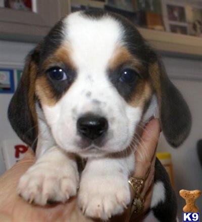 Female Beagle