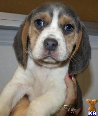 VERY RARE BLUE BEAGLE