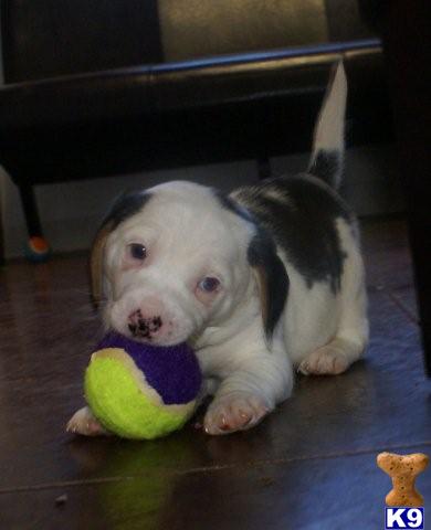 AKC Beagle Pup