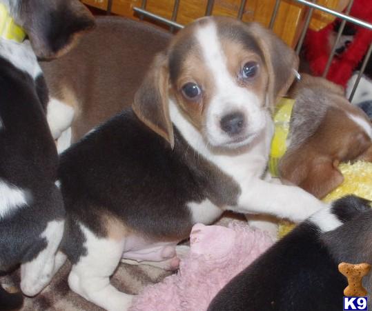 Tri Color Small Type Beagle