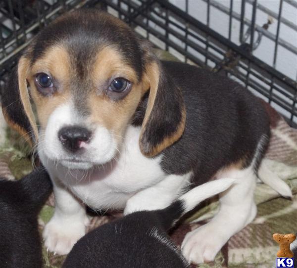Tri Color Male Beagle