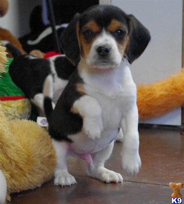 AKC Miniature Beagles