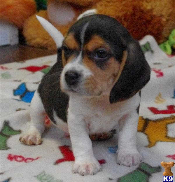 snickers beagle