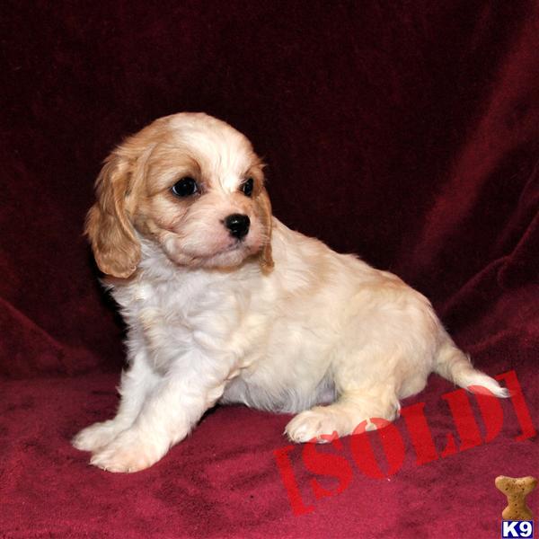 bichon frise puppies ohio bichon frise puppy for sale in millersburg oh bichon frise puppy breeds picture bichon frise puppies ohio bichon frise puppy for sale in millersburg oh bichon frise puppy breeds picture