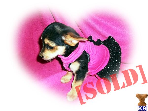 Tiny Toy Chorkie Puppy Female Chihuahua Yorkie