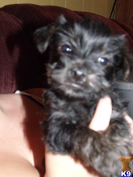 YORKIE PUPPY