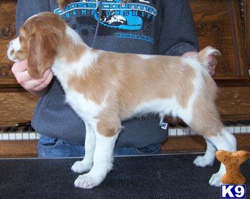 AKC Brittany Pups