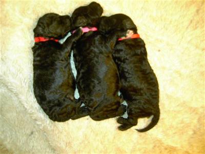  PWD Puppies  IMPORTANT INFORMATION 