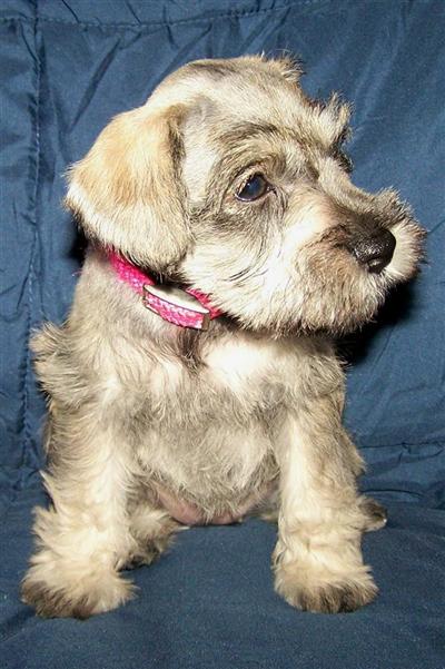 Juliet Delilah and Samson