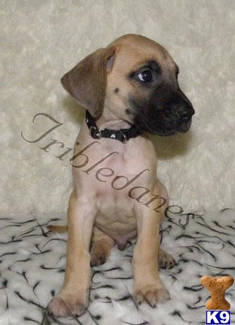 Fawn to Fawn Color Pure, AKC Reg, Health Tested Parents...