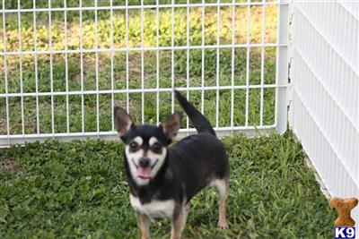   CHIHUAHUA  SOPHIA  BLACK AND TAN