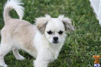 Chihuahua Pekingese Puppies