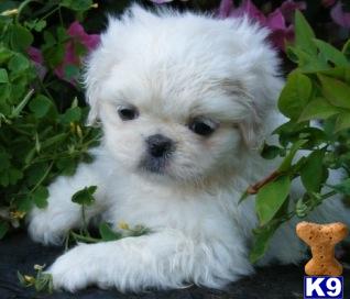 PEKINGESE  PEKEAPOO PUPPIES FOR SALE BAYSIDE QUEENS NY 718-224-3643