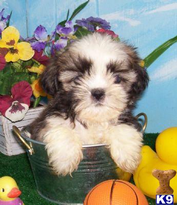 SHIHTZU SHIHPOO  SHIHCHON PUPPIES FOR SALE BAYSIDE QUEENS NY 718-224-3643