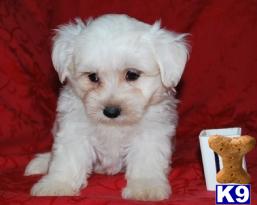 YORKIE  YORKIEPOO  MORKIE PUPPIES FOR SALE BAYSIDE QUEENS NY 718-224-3643