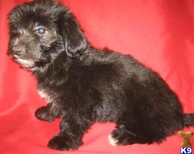 HAVANESE  HAVACHON PUPPIES FOR SALE BAYSIDE QUEENS NY 718-224-3643