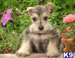 Adorable Miniature Schnauzer puppies for sale in Flushing, Bayside Queens New York, NY 718-224-3643