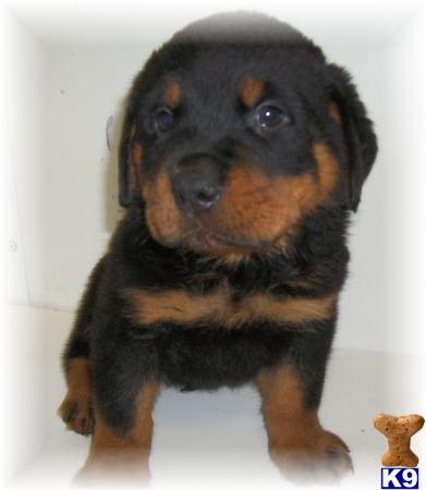 rottweiler rescue in pa rottweiler rescue in eastern pa rottweiler rescue in pa rottweiler rescue in eastern pa