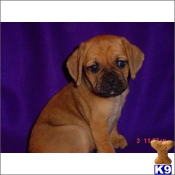 Adorable Puggle PUPPIES FOR SALE BAYSIDE QUEENS NY 718-224-3643