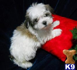 Adorable Havanese and havapoo puppies for sale in Flushing, Bayside Queens New York, NY 718-224-3643