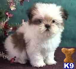 Adorable Lhasa Apso puppies for sale in Flushing, Bayside Queens New York, NY 718-224-3643