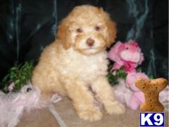 Adorable Labradoodle puppies for sale in Flushing, Bayside Queens New York, NY 718-224-3643