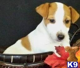 Adorable Jack Russell Terrier puppies for sale in Flushing, Bayside Queens New York, NY 718-224-3643