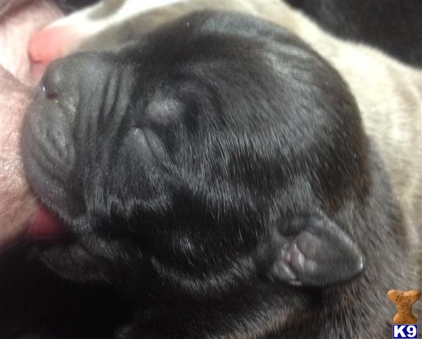 pitbull puppies for sale las vegas document moved pitbull puppies for sale las vegas document moved