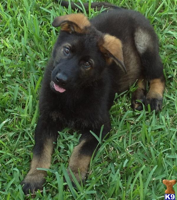 SOLD. DDR BLACK SABLE MALE PUP. SOLD