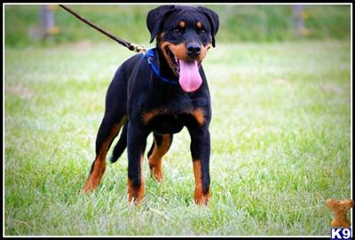 Unrivaled German Pedigree Ole von Ostsachsen Rottweiler Puppy