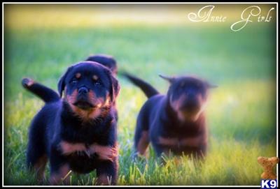 TOP ADRK Pedigree Pups From Noted German Lines- Best On K9Stud And Only In U.S.-ShP Included