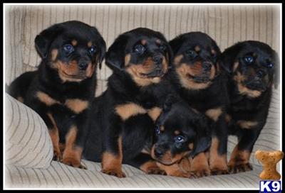 German Champion Pedigree Pups Available Now, Best On K9 SHP Included