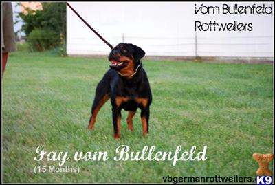 15 Month Show Prospect German Rottweiler Female-Champion Pedigree, SHP Included