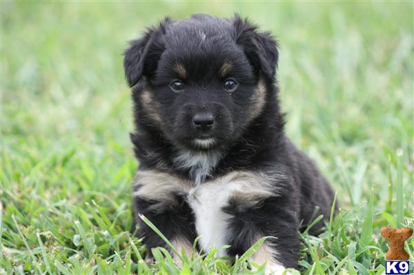 australian shepherd puppies for sale in va mini austrailian shepherd puppies for sale in va breeds picture australian shepherd puppies for sale in va mini austrailian shepherd puppies for sale in va breeds picture