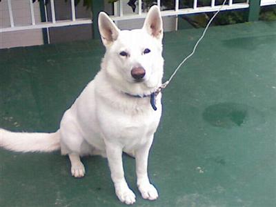 Flash/AKC Registered/Pedigree certified