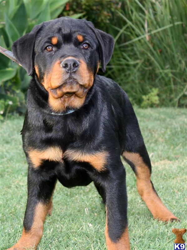 rottweiler puppies for sale in indianapolis standard poodle puppies for sale in indiana rottweiler puppies for sale in indianapolis standard poodle puppies for sale in indiana