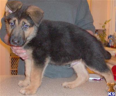 Stunning Red/Black, Top Pick, German Bred Pup, Training Well Started
