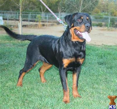 9 Months AKC Show Quality Female